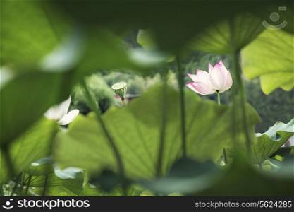 Pink lotus flower on a lake in China