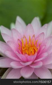 PInk Lotus Flower, Thailand