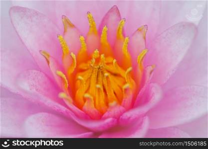 PInk Lotus Flower, Thailand