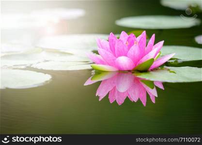 Pink Lotus flower with green leaf in a pond in the morning.