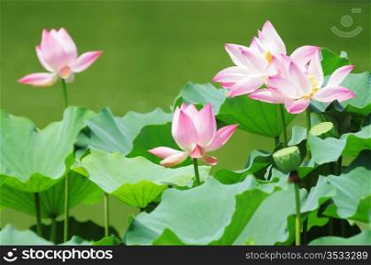 Pink lotus flowers blooming in pond in the summer