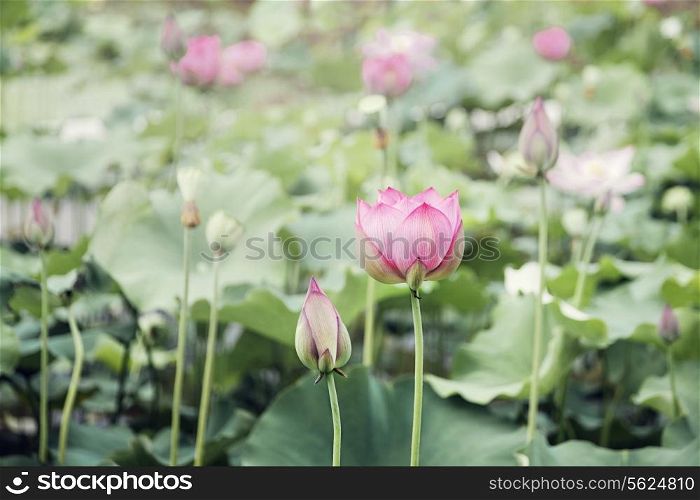 Pink lotus flowers on a lake in China