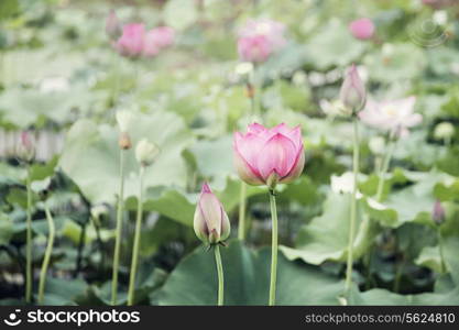 Pink lotus flowers on a lake in China