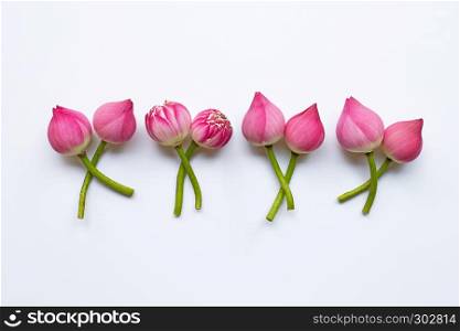 Pink lotus flowers on white background.