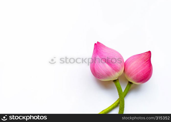 Pink lotus flowers on white background.