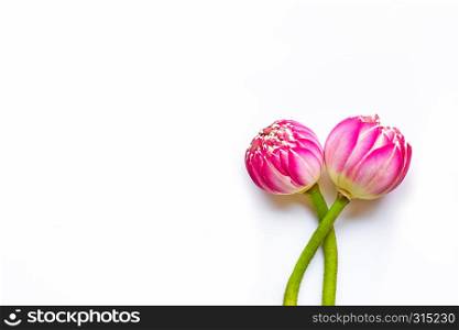 Pink lotus flowers on white background. Copy space