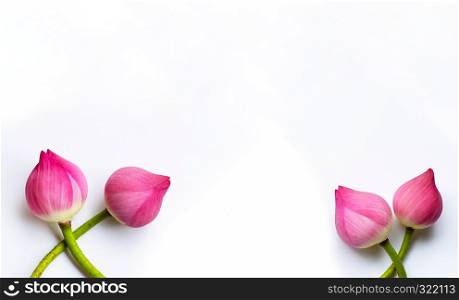 Pink lotus flowers on white background. Copy space
