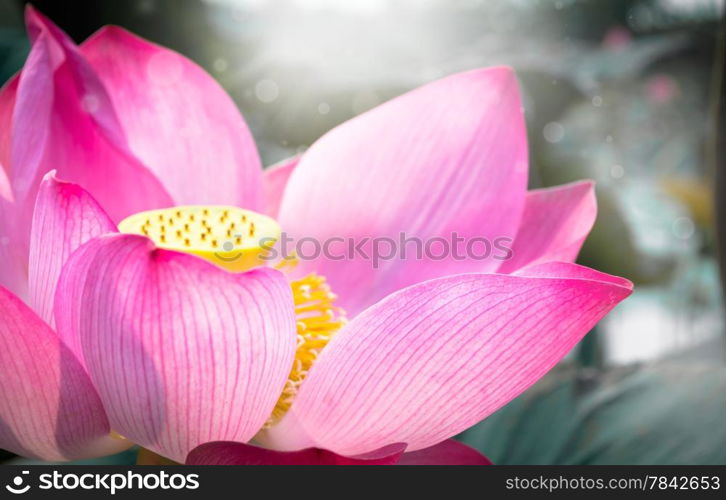 Pink lotus is blooming in the pond.