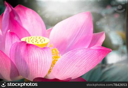 Pink lotus is blooming in the pond.