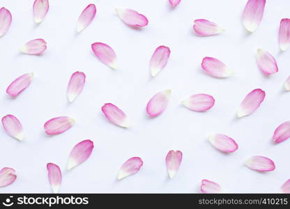 Pink lotus petals on white background.