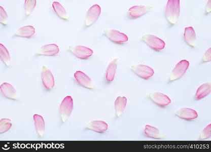 Pink lotus petals on white background.