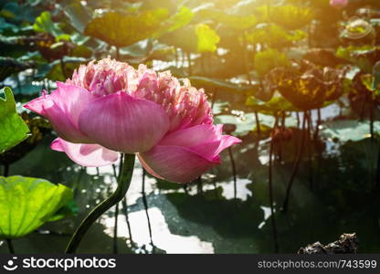 Pink lotus(roseum plenum) blooming in the marsh in the morning sun.