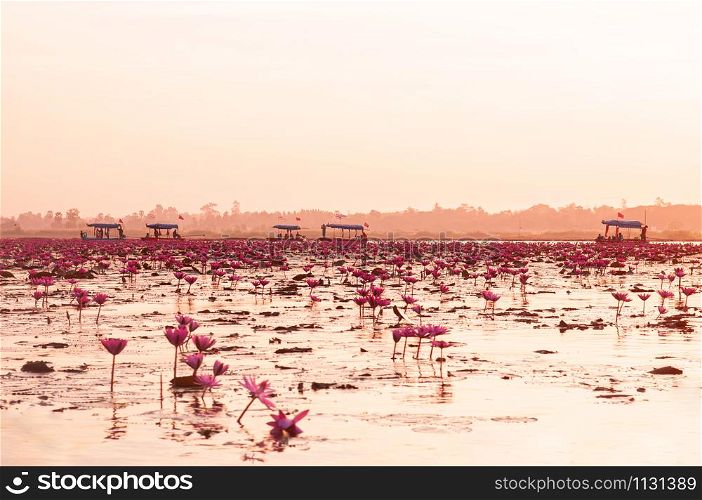 Pink lotus water lilies full bloom against morning light - pure and beautiful red lotus lake or lotus sea in Nong Harn, Kumphawapi, Udonthani - Thailand