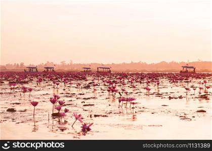 Pink lotus water lilies full bloom against morning light - pure and beautiful red lotus lake or lotus sea in Nong Harn, Kumphawapi, Udonthani - Thailand