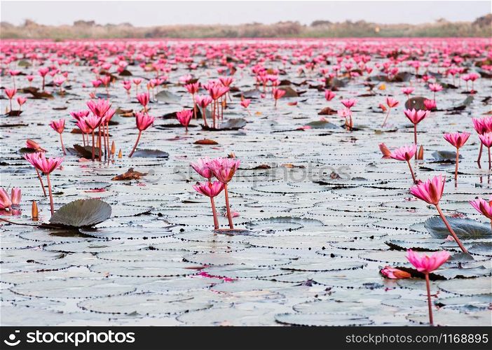 Pink lotus water lilies full bloom under morning light - pure and beautiful red lotus lake or lotus sea in Nong Harn, Kumphawapi, Udonthani - Thailand