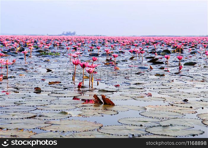 Pink lotus water lilies full bloom under morning light - pure and beautiful red lotus lake or lotus sea in Nong Harn, Kumphawapi, Udonthani - Thailand