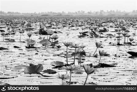 Pink lotus water lilies full bloom under morning light - pure and beautiful red lotus lake or lotus sea in Nong Harn, Kumphawapi, Udonthani - Thailand in black and white