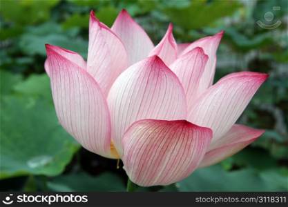 Pink lotus with big petals on the pond