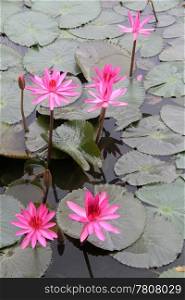 Pink lotuses and green leaves on the water