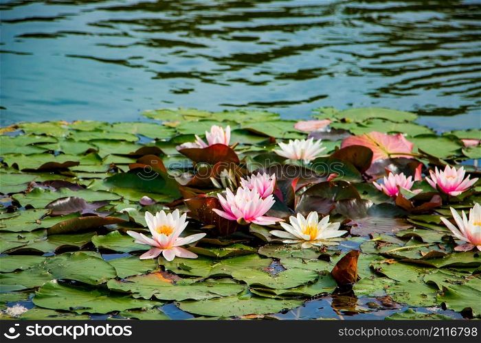 Pink lotuses in clear water. Beautiful water lilies in the pond. Asian flower - a symbol of calm and relaxation.. Pink lotuses in clear water. Beautiful water lilies in the pond. Asian flower - a symbol of relaxation.