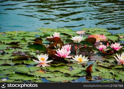 Pink lotuses in clear water. Beautiful water lilies in the pond. Asian flower - a symbol of calm and relaxation.. Pink lotuses in clear water. Beautiful water lilies in the pond. Asian flower - a symbol of relaxation.