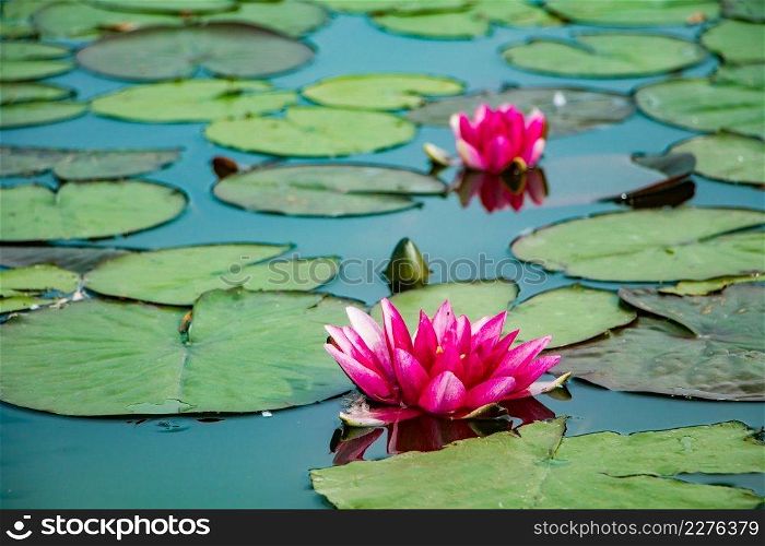 Pink lotuses in clear water. Beautiful water lilies in the pond.. Pink lotuses in clear water. Water lilies in the pond.