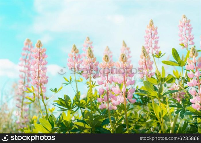 Pink lupines flowers over sky background in summer garden or park, outdoor floral nature background