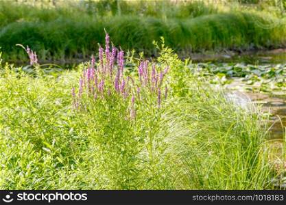 Pink Lythrum Salicaria growing in a meadow close to the river under the warm summer sun