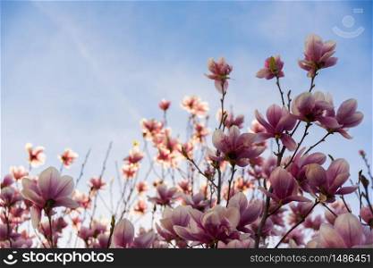 Pink magnolia flower on a tree abainst blue sky background. Pink magnolia flower on a tree abainst blue sky.