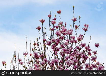 Pink magnolia flower on a tree abainst blue sky background. Pink magnolia flower on a tree abainst blue sky.