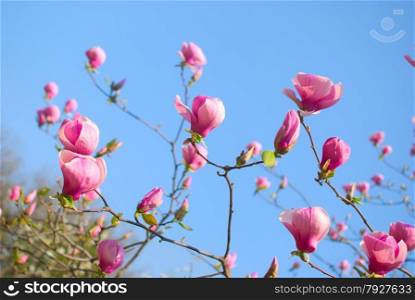 Pink magnolia flowers blooming in botanical garden
