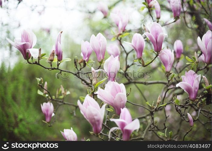 Pink magnolia tree blossom at the garden
