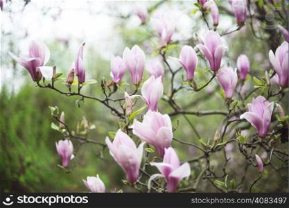 Pink magnolia tree blossom at the garden