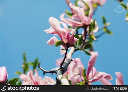 pink magnolia with vintage color toned instagram filter