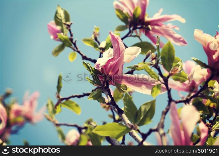 pink magnolia with vintage color toned instagram filter