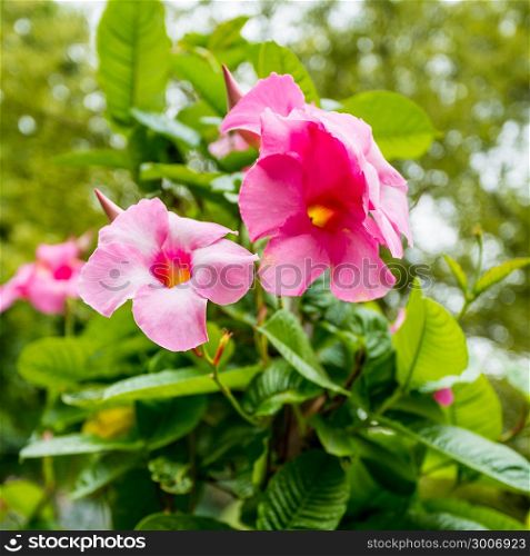 pink mandevilla sanderi flowers