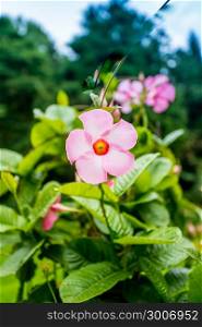 pink mandevilla sanderi flowers