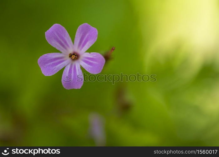 Pink meadow flower close-up,Botany.