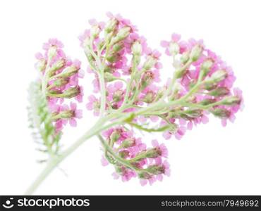 pink milfoil on white background