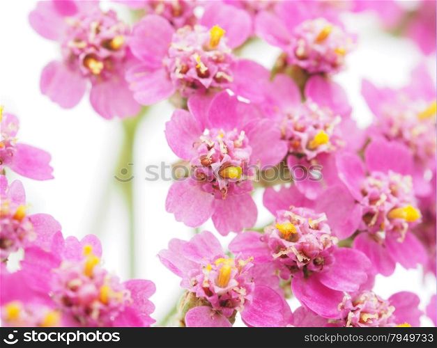 pink milfoil on white background