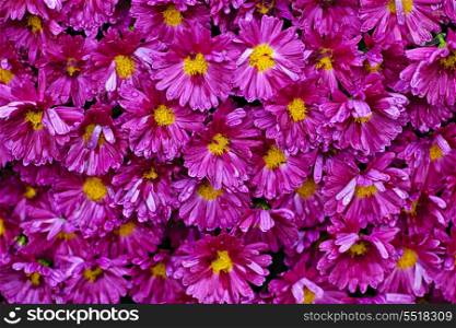 Pink mums background. Background of pink mum flowers with raindrops