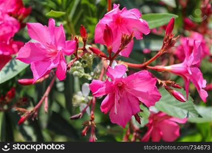 pink nerium oleander. small tree toxic in all its parts