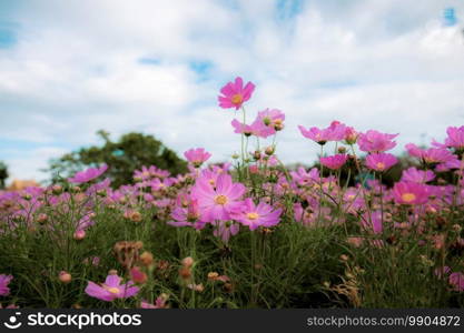 Pink of cosmos flower on field in the winter with the sky.