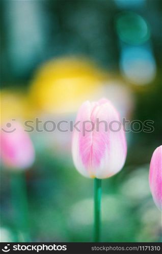 Pink of tulip in park with the sunlight.