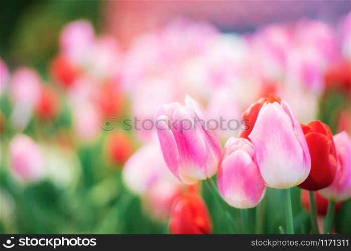 Pink of tulip with colorful in the winter.