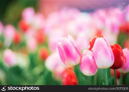 Pink of tulip with colorful in the winter.