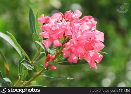 Pink Oleander flowers on a natural green background in Antalya