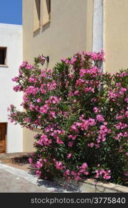 Pink Oleander in blossom in Koutouloufari on Crete in Greece.
