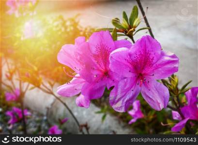 pink or purple azalea flower blossoming on nature garden - Rhododendron Ericaceae flower wild rose in thai