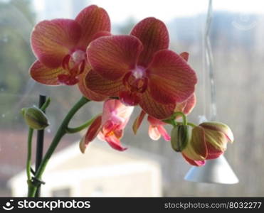 Pink orange colored orchid flowers. Pink orange colored orchid flowers Orchidaceae with buds closeup.